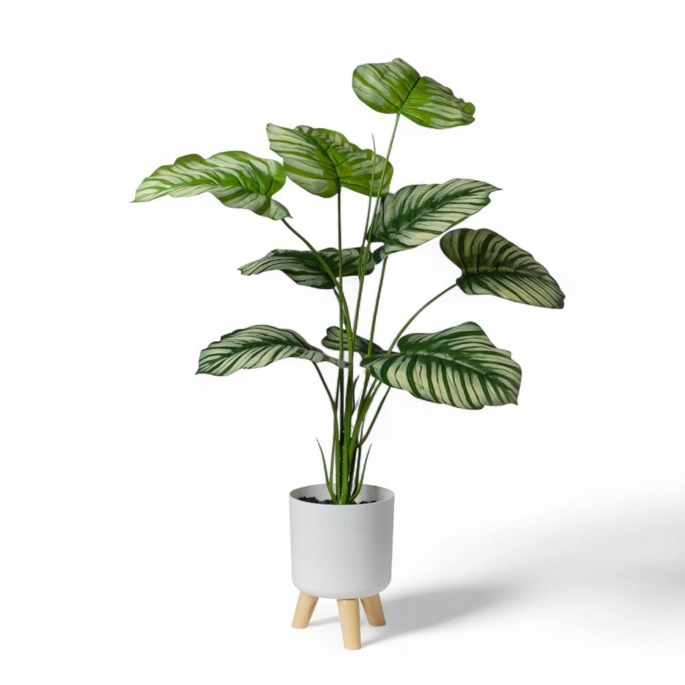 CALADIUM IN VASO H90 CON 9 FOGLIE